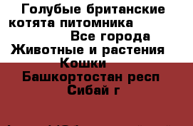 Голубые британские котята питомника Silvery Snow. - Все города Животные и растения » Кошки   . Башкортостан респ.,Сибай г.